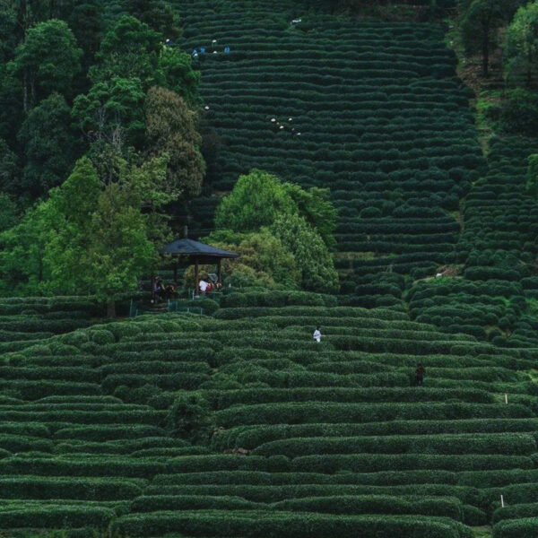 Organic Nonpareil Ming Qian Dragon Well Long Jing Green Tea - Image 2